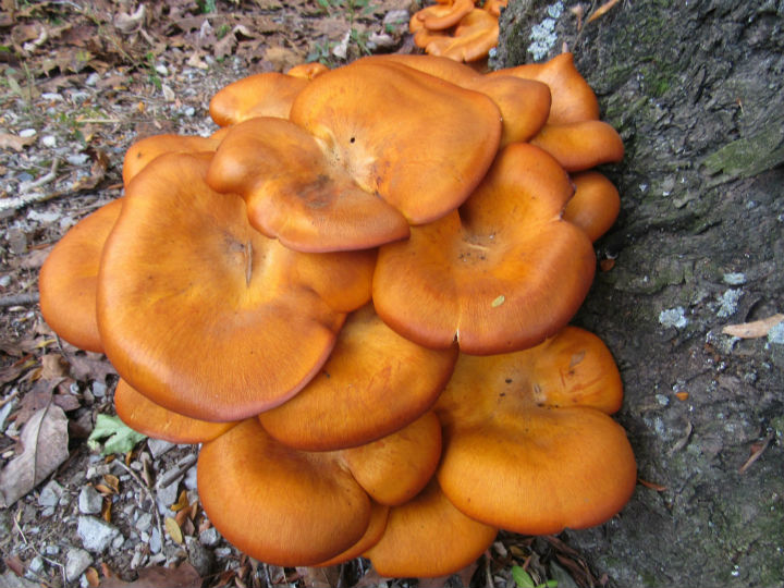 Jack-O-Lantern Mushrooms